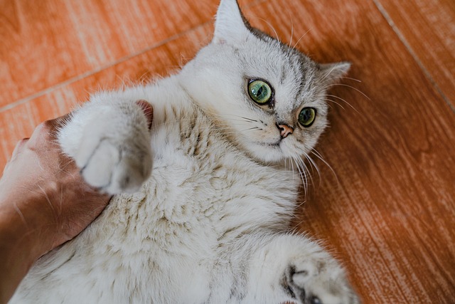 新手養(yǎng)貓，你知道怎么給不同品種的貓咪做日常護(hù)理嗎？